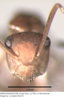 Camponotus rectangularis, worker, head