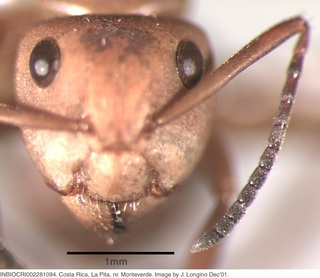 Camponotus rectangularis, worker, head