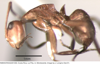 Camponotus rectangularis, worker, side