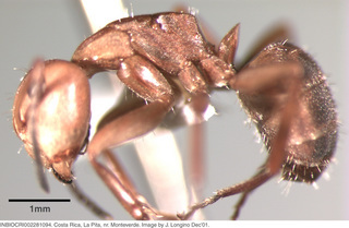 Camponotus rectangularis, worker, side