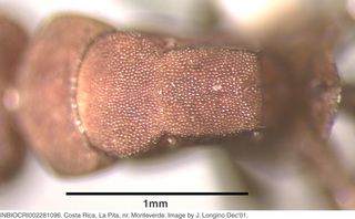 Camponotus rectangularis, worker minor, mesosoma top