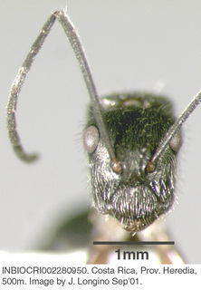 Camponotus salvini, worker, head