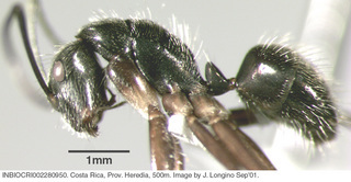 Camponotus salvini, worker, side