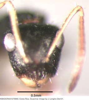 Camponotus sanctaefidei, worker, head