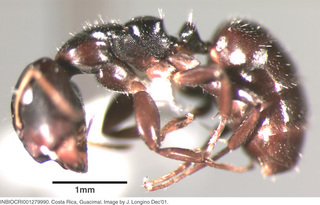 Camponotus sanctaefidei, worker, side