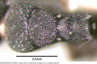 Camponotus sanctaefidei, worker minor, mesosoma top