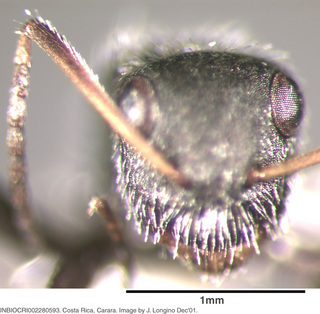 Camponotus senex, worker, head
