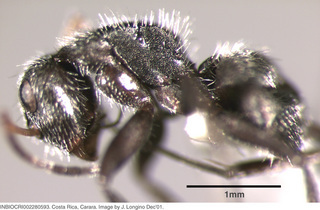 Camponotus senex, worker, side