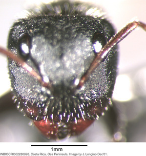 Camponotus senex, worker major, head