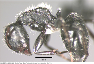Camponotus senex, worker major, side