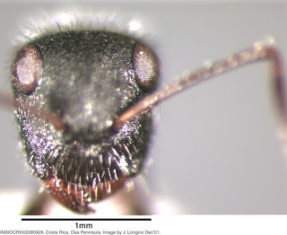 Camponotus senex, worker minor, head
