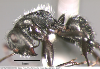 Camponotus senex, worker minor, side