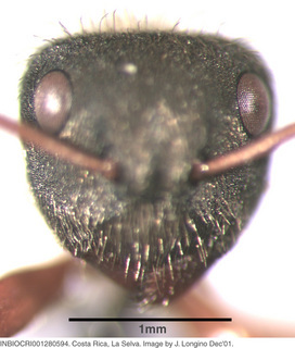 Camponotus senex textor, worker, head