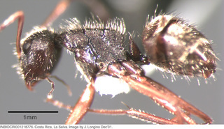 Camponotus senex textor, worker, side