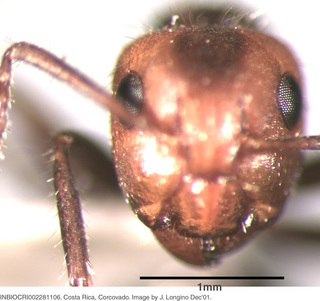 Camponotus sexguttatus, worker, head