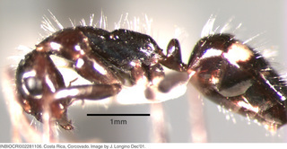Camponotus sexguttatus, worker, side