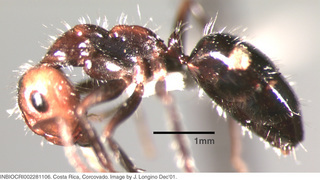 Camponotus sexguttatus, worker, side