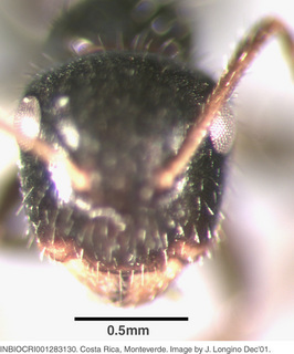 Camponotus striatus, worker, head