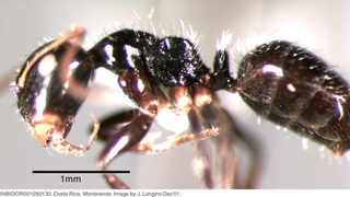 Camponotus striatus, worker, side