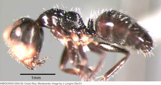 Camponotus striatus, worker, side