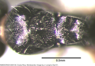 Camponotus striatus, worker minor, mesosoma top