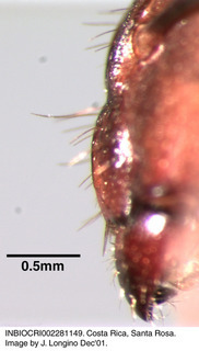 Camponotus substitutus coloratus, queen, clypeus side