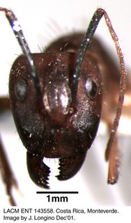 Camponotus substitutus coloratus, worker, head
