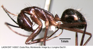 Camponotus substitutus coloratus, worker, side