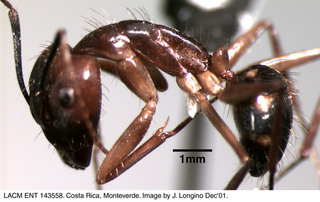 Camponotus substitutus coloratus, worker, side