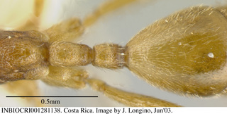 Leptanilloides mckennae, worker, petiole top, holotype