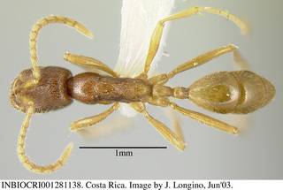 Leptanilloides mckennae, worker, top, holotype