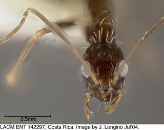 النمل المجنون يغزو تكساس ويلتهم الأجهزة Paratrechina_longicornis,_worker,_head,I_JTL576