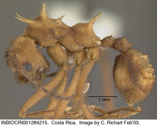 Acromyrmex coronatus, worker, side