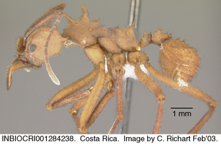 Acromyrmex octospinosus, worker, side