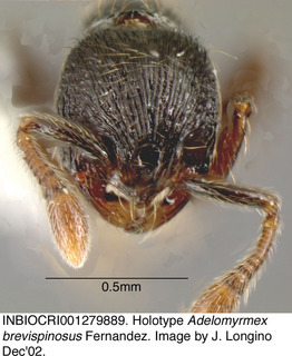 Adelomyrmex brevispinosus, worker, head, holotype