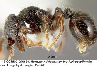 Adelomyrmex brevispinosus, worker, side, holotype