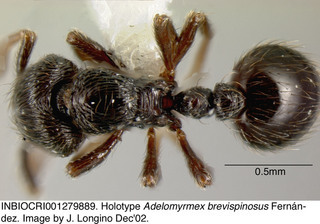 Adelomyrmex brevispinosus, worker, top, holotype
