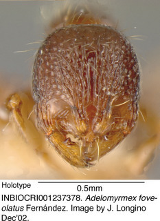 Adelomyrmex foveolatus, worker, head, holotype