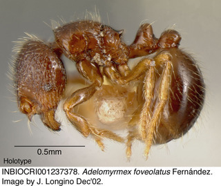 Adelomyrmex foveolatus, worker, side, holotype