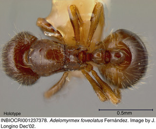 Adelomyrmex foveolatus, worker, top, holotype