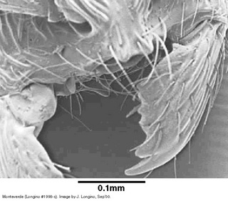 Adelomyrmex laevigatus, worker, mandible, sem