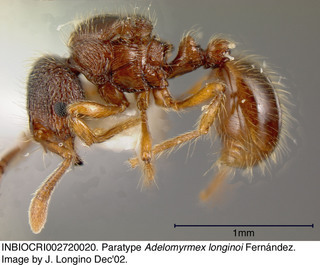 Adelomyrmex longinoi, queen, side, paratype