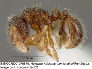 Adelomyrmex longinoi, worker, side, holotype