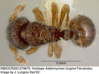 Adelomyrmex longinoi, worker, top, holotype