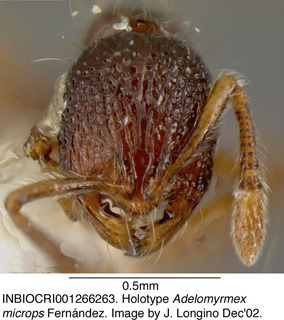 Adelomyrmex microps, worker, head, holotype