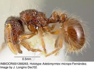 Adelomyrmex microps, worker, side, holotype