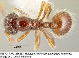 Adelomyrmex microps, worker, top, holotype