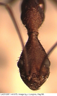 Aphaenogaster araneoides, worker, head