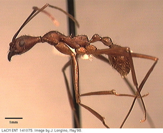 Aphaenogaster araneoides, worker, side