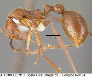 Aphaenogaster phalangium, ergatoid queen, side